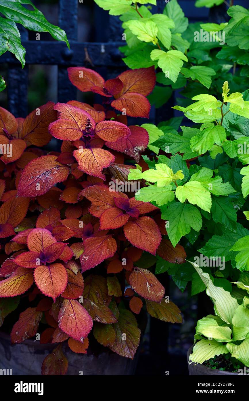 Coleus Lagerfeuer, Solenostemon scutellarioides Lagerfeuer, Orange, Rost, Farbe, Farbe, Blätter, Laub, Garten, Pflanzen, RM Floral Stockfoto