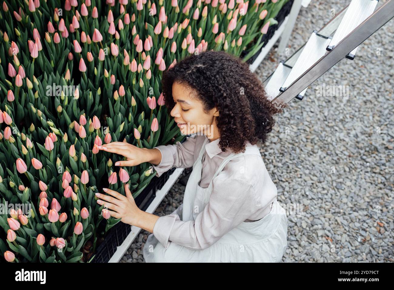 Das attraktive junge afrikanische Mädchen in heller Schürze berührt rosa Tulpen, die in Kisten auf der Blumenfarm wachsen. Stockfoto
