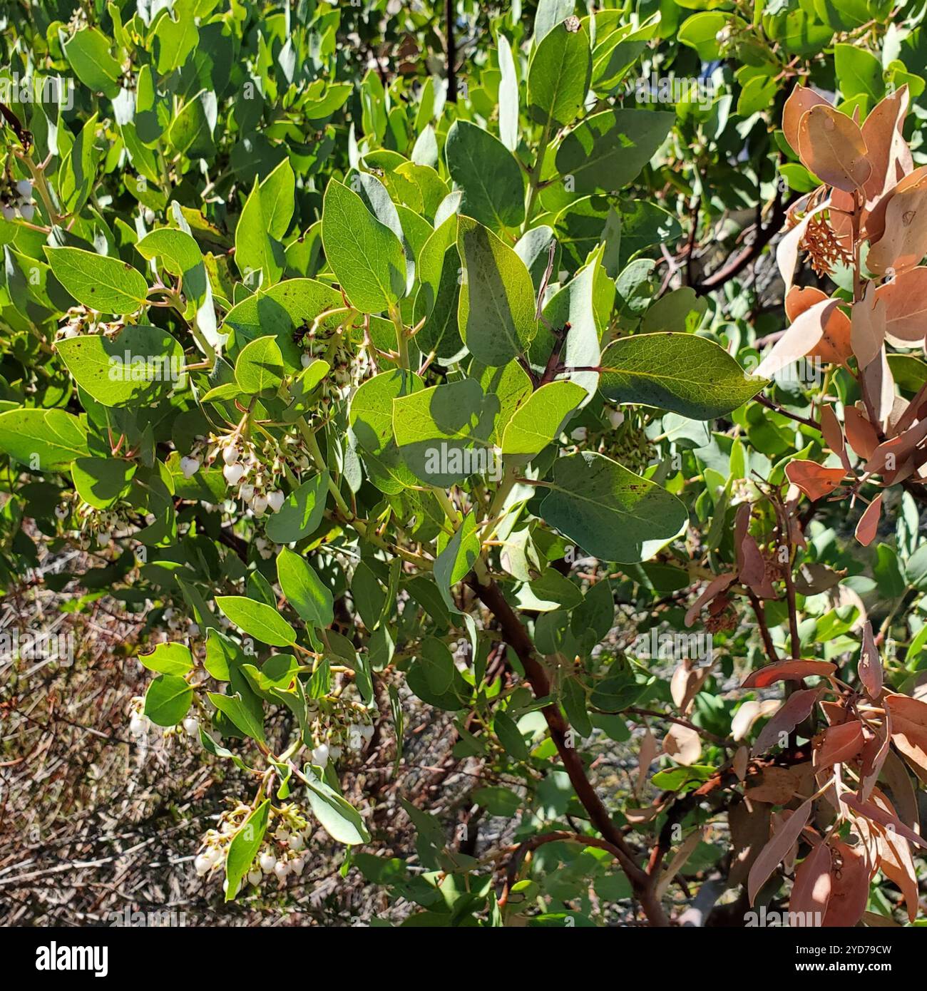 Big Berry Manzanita (Arctostaphylos glauca) Stockfoto