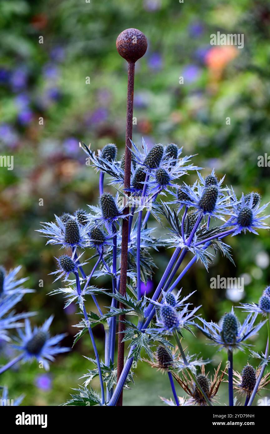 Eryngium X Zabelii Big Blue, Sea Stechpalme, blaue Blumen, blaue Blume, Blüte, Rand, Metallpflanzenstütze, eryngium wird durch Metallträger unterstützt, RM Floral Stockfoto