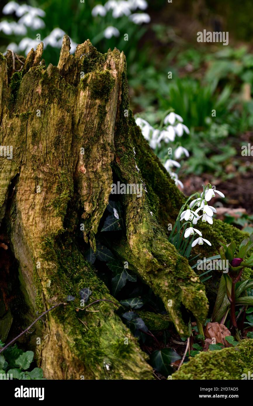galanthus nivalis wächst in einem Baumstumpf, galanthus an der Basis des Baumstumpfes, galanthus, Schneeglöckchen, Basis, Buche, Baum, lee, Schutzhütte, geschützt, Moos, Moos, Decke, na Stockfoto