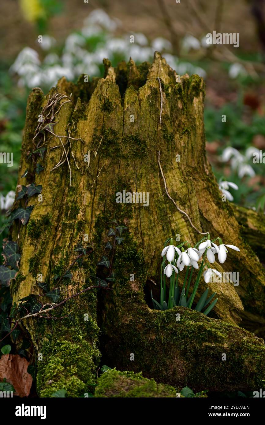 galanthus nivalis wächst in einem Baumstumpf, galanthus an der Basis des Baumstumpfes, galanthus, Schneeglöckchen, Basis, Buche, Baum, lee, Schutzhütte, geschützt, Moos, Moos, Decke, na Stockfoto
