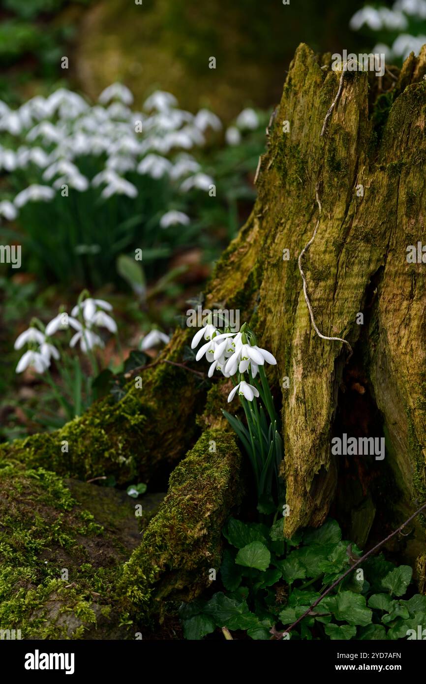 galanthus nivalis wächst in einem Baumstumpf, galanthus an der Basis des Baumstumpfes, galanthus, Schneeglöckchen, Basis, Buche, Baum, lee, Schutzhütte, geschützt, Moos, Moos, Decke, na Stockfoto