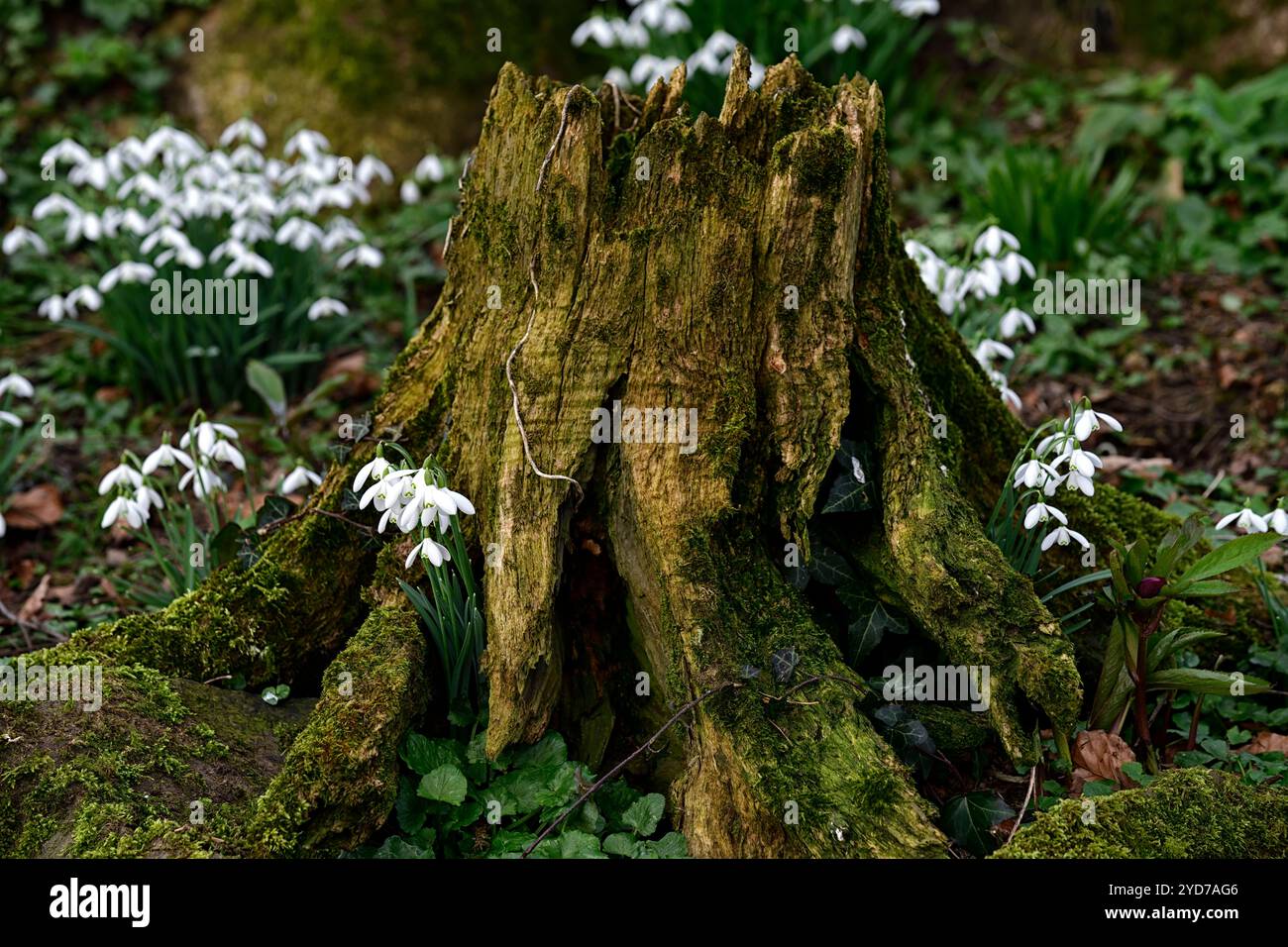 galanthus nivalis wächst in einem Baumstumpf, galanthus an der Basis des Baumstumpfes, galanthus, Schneeglöckchen, Basis, Buche, Baum, lee, Schutzhütte, geschützt, Moos, Moos, Decke, na Stockfoto