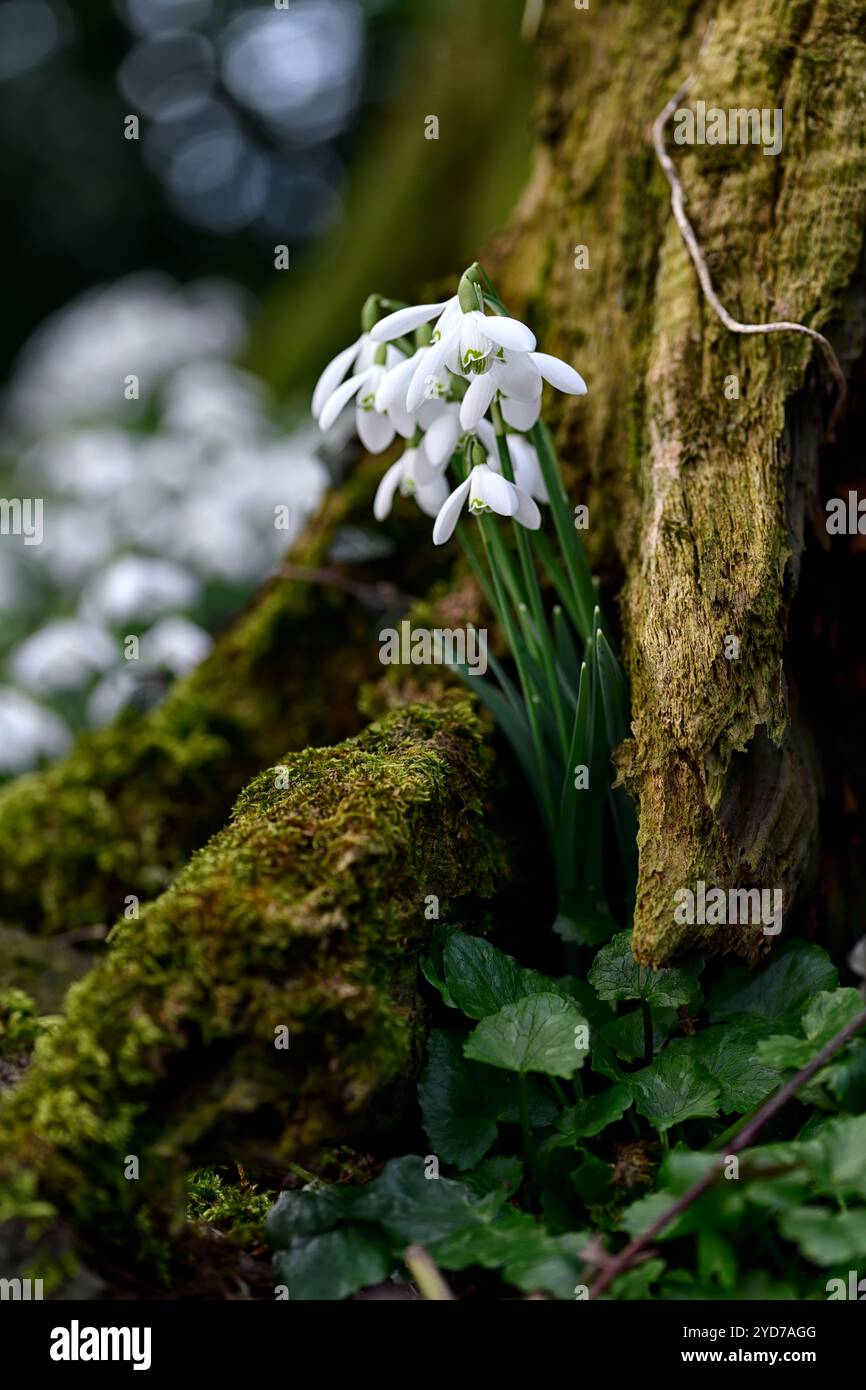 galanthus nivalis wächst in einem Baumstumpf, galanthus an der Basis des Baumstumpfes, galanthus, Schneeglöckchen, Basis, Buche, Baum, lee, Schutzhütte, geschützt, Moos, Moos, Decke, na Stockfoto