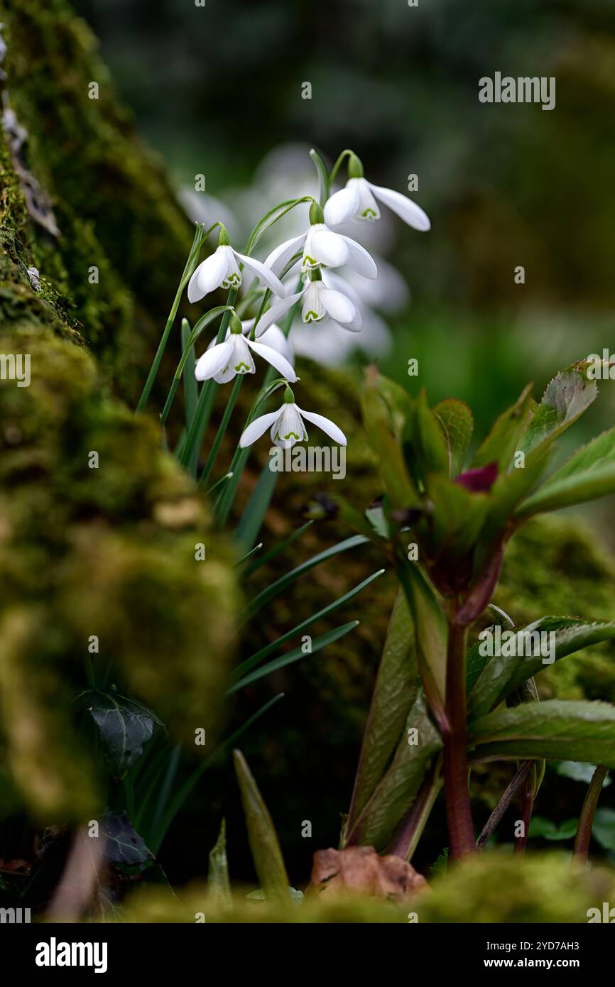 galanthus nivalis wächst in einem Baumstumpf, galanthus an der Basis des Baumstumpfes, galanthus, Schneeglöckchen, Basis, Buche, Baum, lee, Schutzhütte, geschützt, Moos, Moos, Decke, na Stockfoto