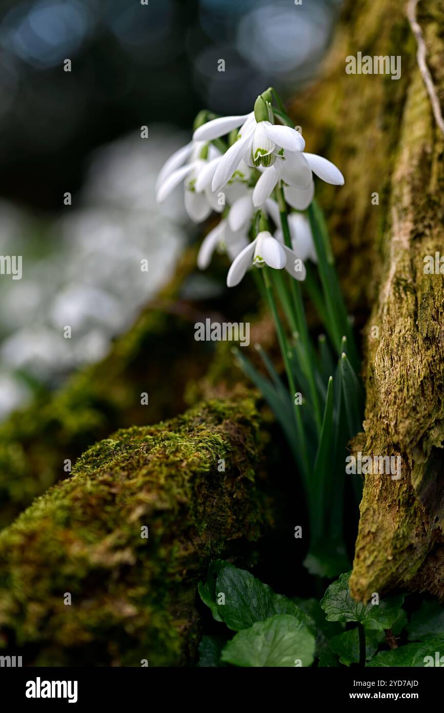 galanthus nivalis wächst in einem Baumstumpf, galanthus an der Basis des Baumstumpfes, galanthus, Schneeglöckchen, Basis, Buche, Baum, lee, Schutzhütte, geschützt, Moos, Moos, Decke, na Stockfoto