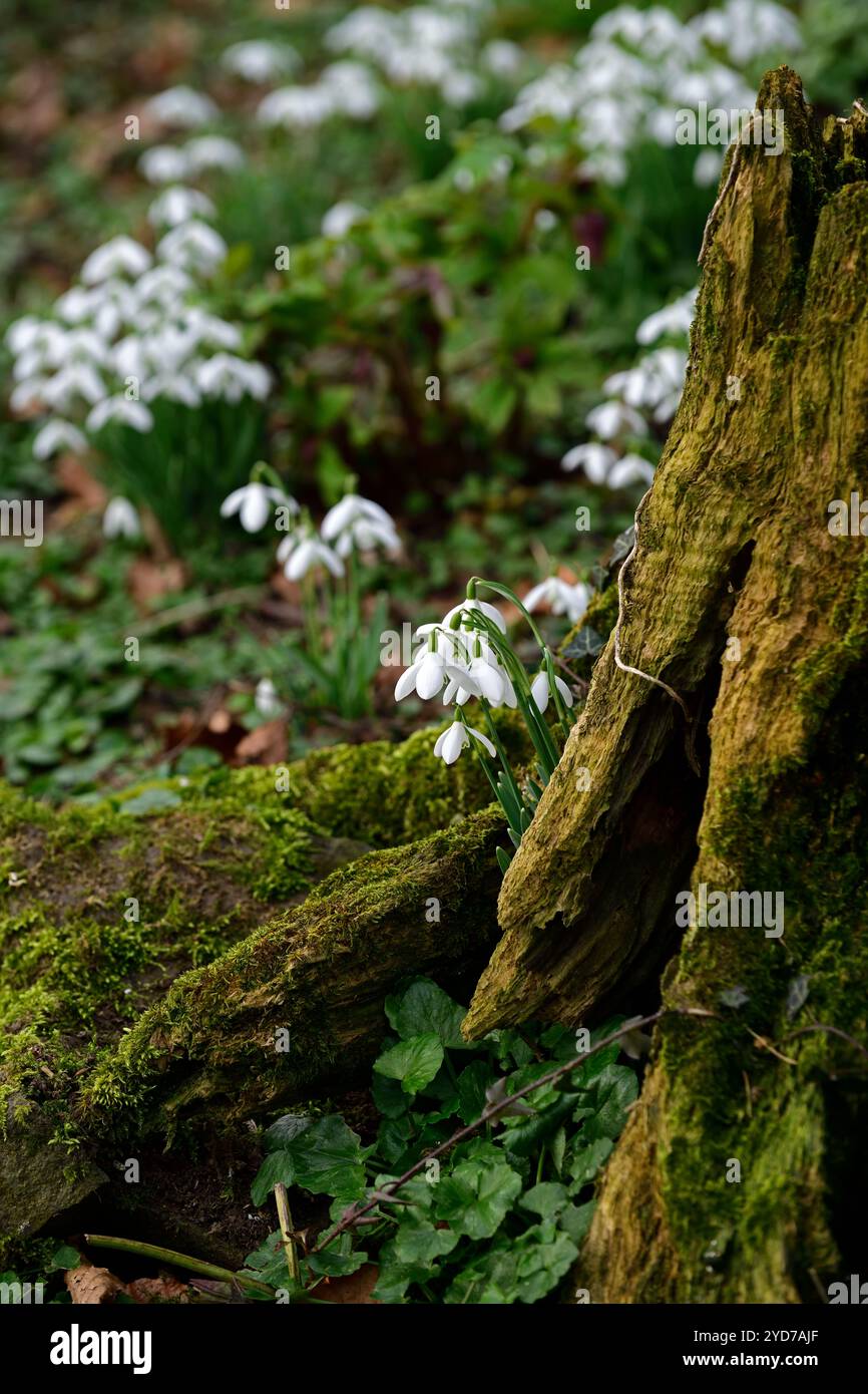 galanthus nivalis wächst in einem Baumstumpf, galanthus an der Basis des Baumstumpfes, galanthus, Schneeglöckchen, Basis, Buche, Baum, lee, Schutzhütte, geschützt, Moos, Moos, Decke, na Stockfoto