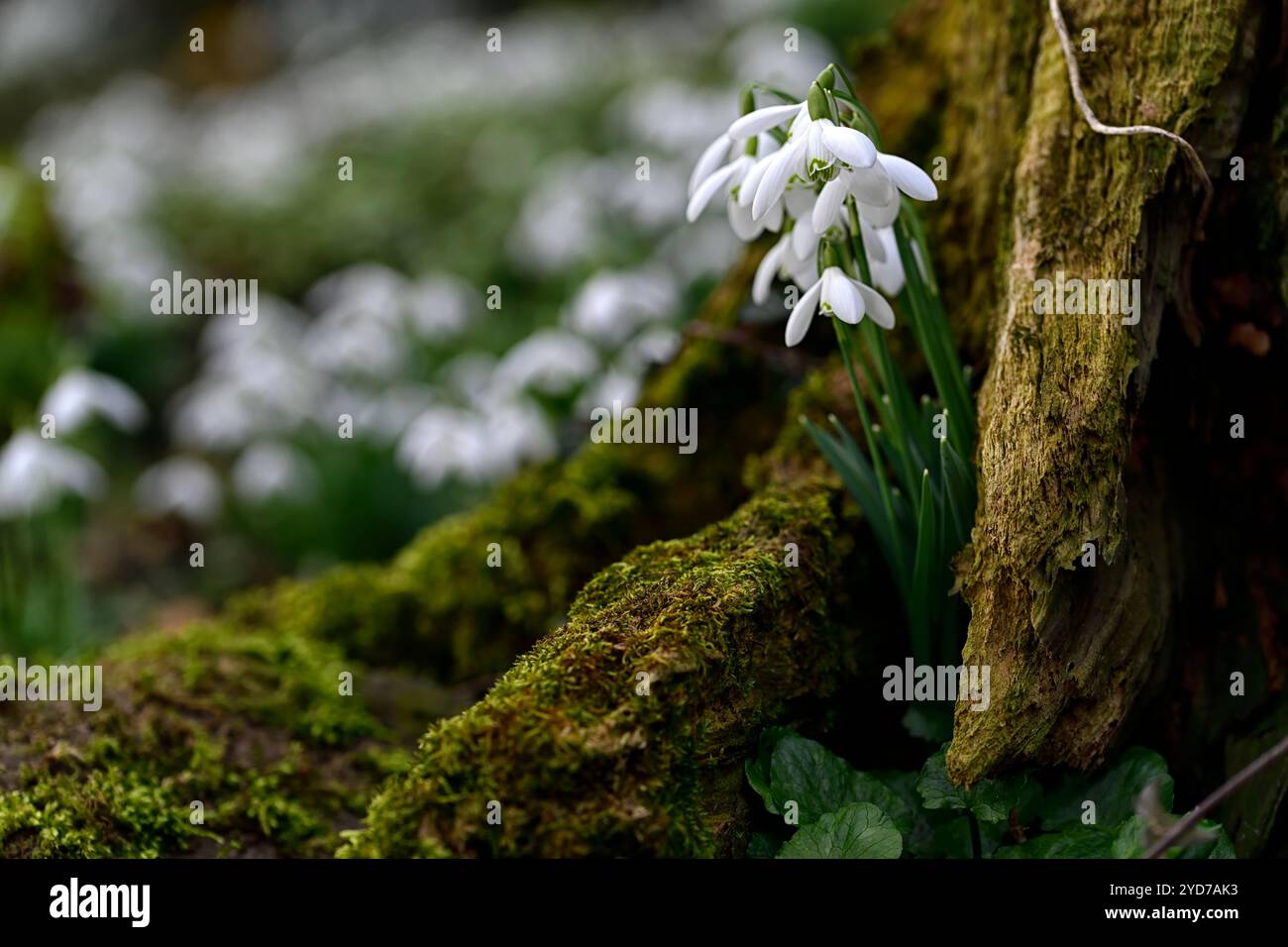 galanthus nivalis wächst in einem Baumstumpf, galanthus an der Basis des Baumstumpfes, galanthus, Schneeglöckchen, Basis, Buche, Baum, lee, Schutzhütte, geschützt, Moos, Moos, Decke, na Stockfoto