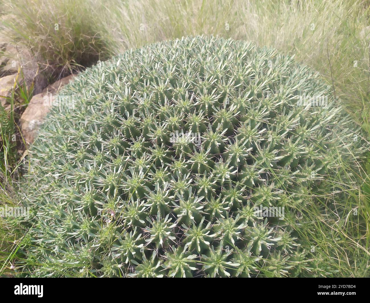 Pfannenkissen Barrelkraut (Euphorbia pulvinata) Stockfoto