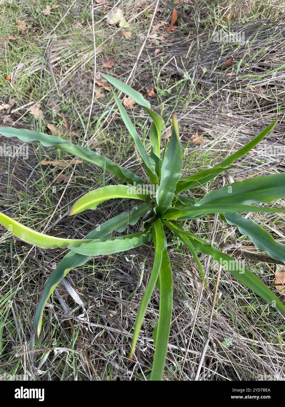 Wellige Seifenpflanze (Chlorogalum pomeridianum) Stockfoto