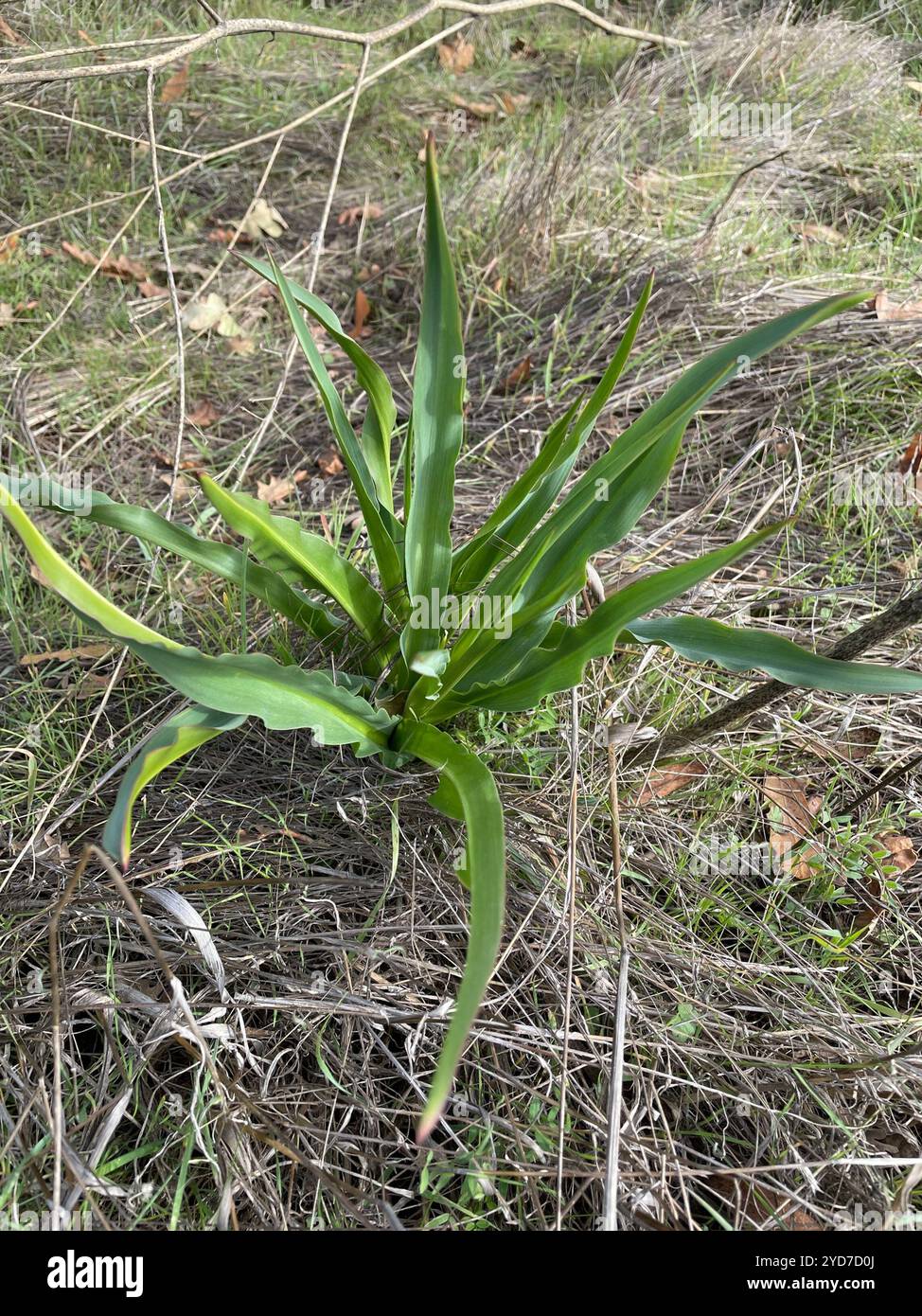 Wellige Seifenpflanze (Chlorogalum pomeridianum) Stockfoto