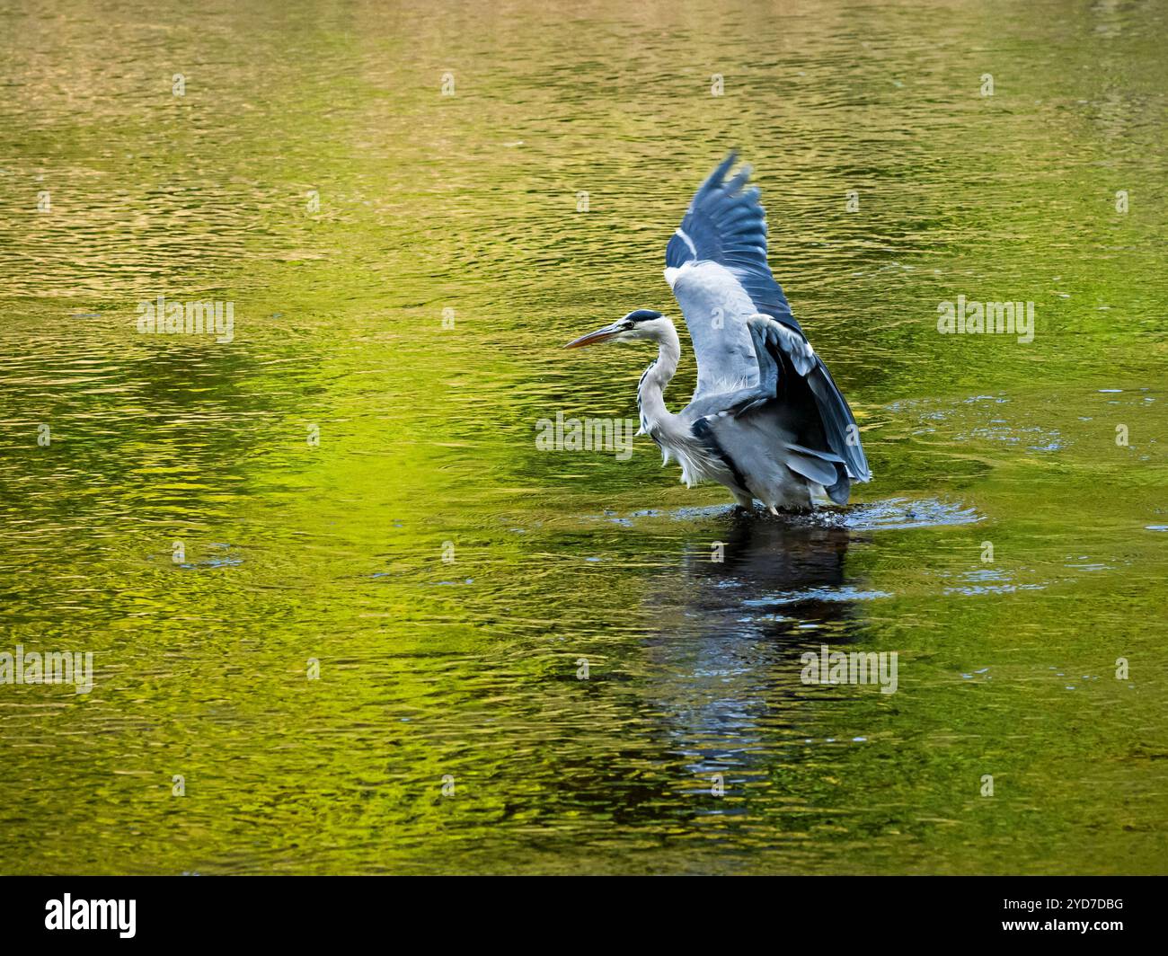Graureiher in Untiefen (langbeinige Watvögel, s-förmiger Hals, scharfer Spitzschnabel und Schnabel, Flügel werden geflattert, Raubtier) - Yorkshire Dales, England, Großbritannien. Stockfoto