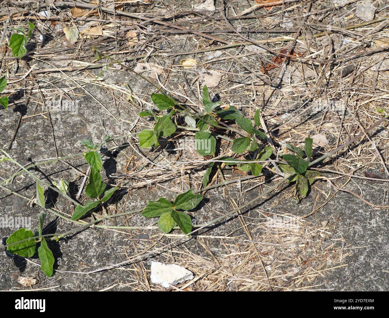 Violette Buschbohne (Macroptilium atropurpureum) Stockfoto