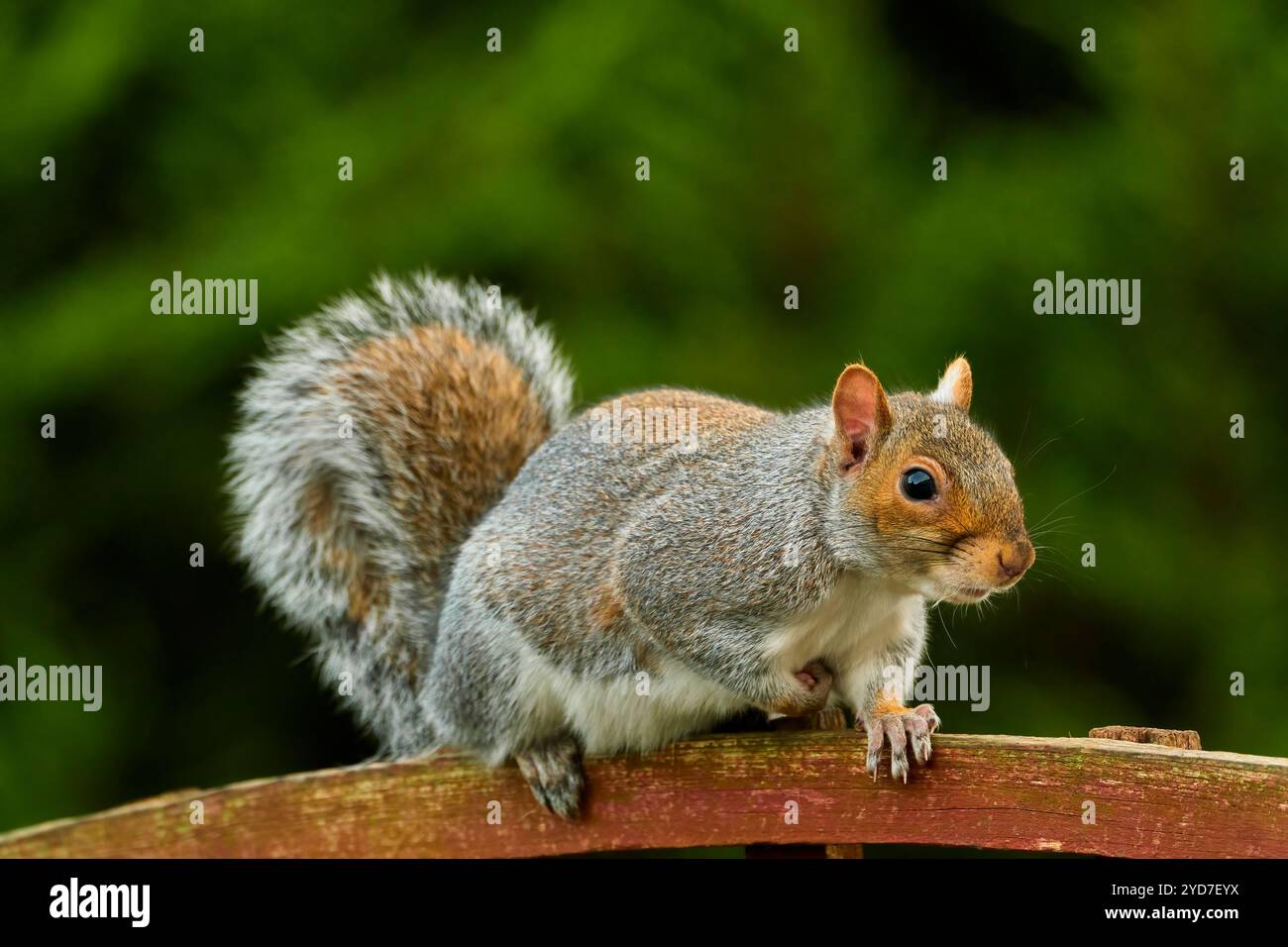 Eichhörnchen auf einem Zaun Stockfoto