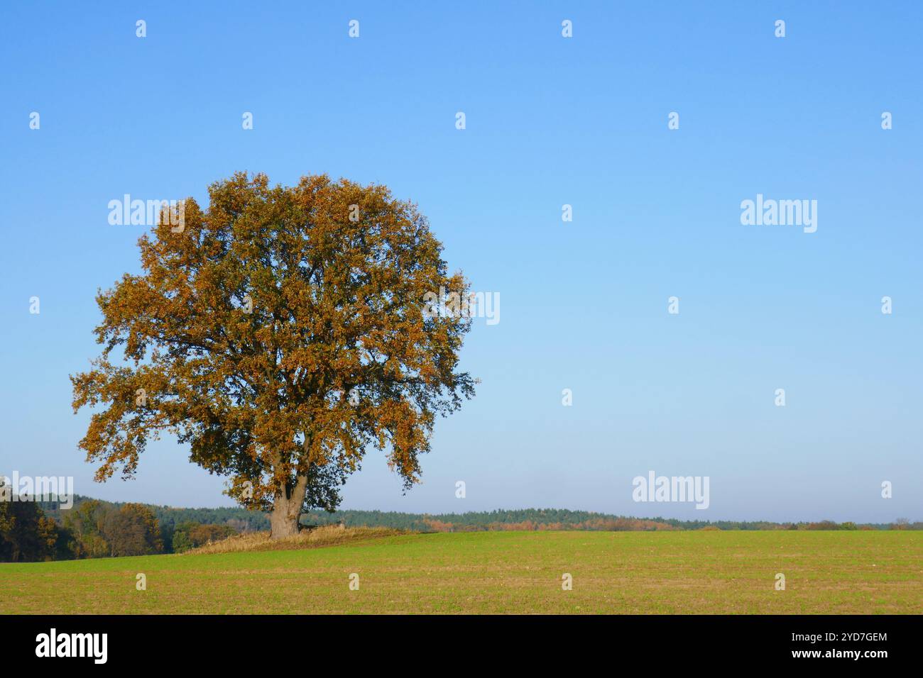 Alte Eiche im Herbst Stockfoto