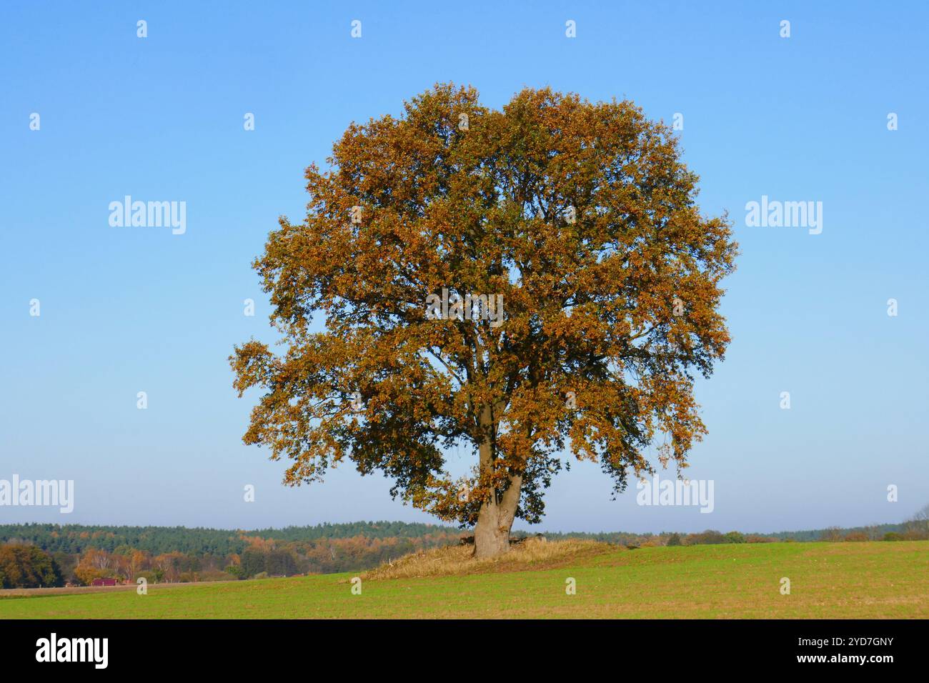 Alte Eiche im Herbst Stockfoto