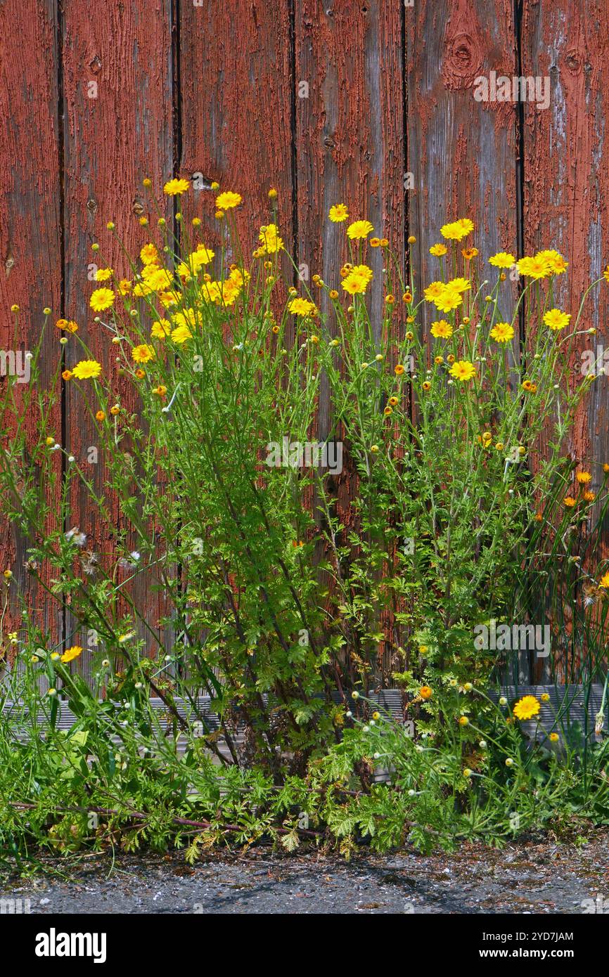 Coreopsis Stockfoto