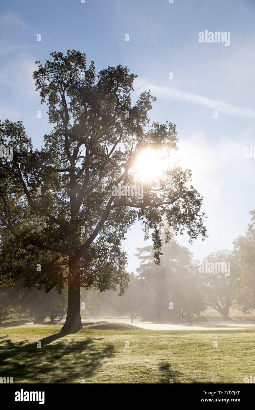 An einem nebeligen Morgen im Roxburghe Golf Club in der Nähe von Kelso, Schottland, strahlt Sonnenlicht durch das Laub. Stockfoto An einem nebeligen Morgen im Roxburghe Golf Club in der Nähe von Kelso, Schottland, strahlt Sonnenlicht durch das Laub. Stockfoto
