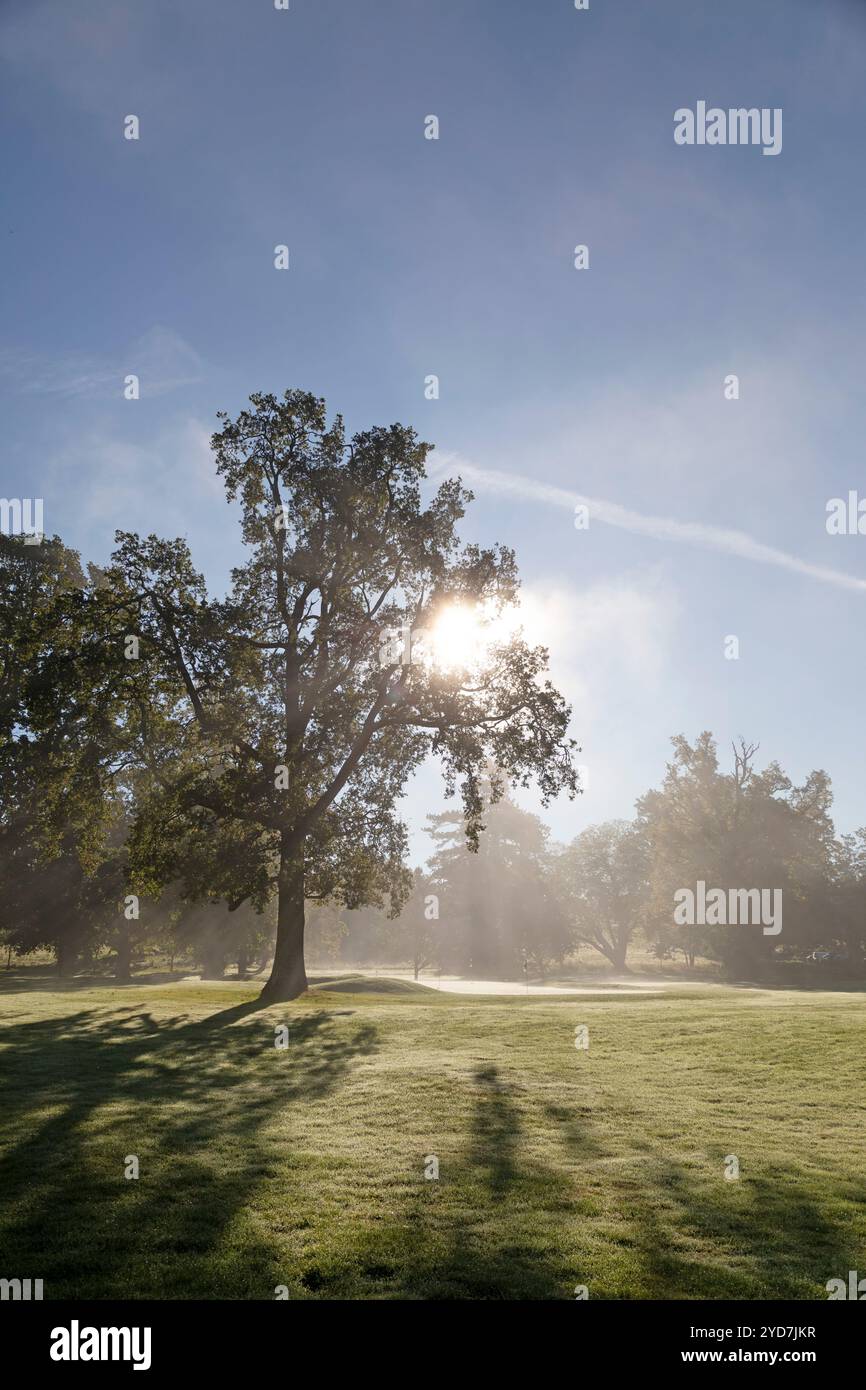 An einem nebeligen Morgen im Roxburghe Golf Club in der Nähe von Kelso, Schottland, strahlt Sonnenlicht durch das Laub. Stockfoto An einem nebeligen Morgen im Roxburghe Golf Club in der Nähe von Kelso, Schottland, strahlt Sonnenlicht durch das Laub. Stockfoto