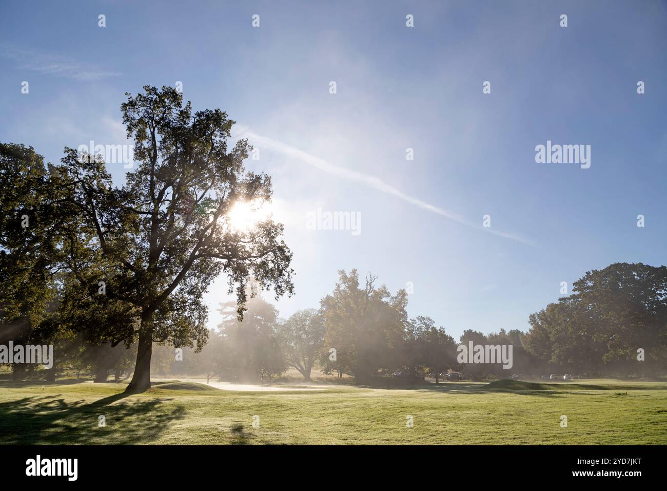 An einem nebeligen Morgen im Roxburghe Golf Club in der Nähe von Kelso, Schottland, strahlt Sonnenlicht durch das Laub. Stockfoto An einem nebeligen Morgen im Roxburghe Golf Club in der Nähe von Kelso, Schottland, strahlt Sonnenlicht durch das Laub. Stockfoto