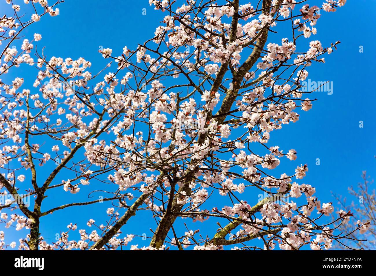 Große weiße Sakura-Blüten Stockfoto