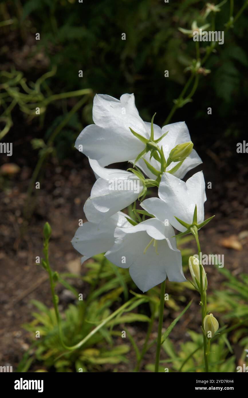 Campanula persicifolia Grandiflora Alba, pfirsichweiße, großblütige Glockenblume Stockfoto