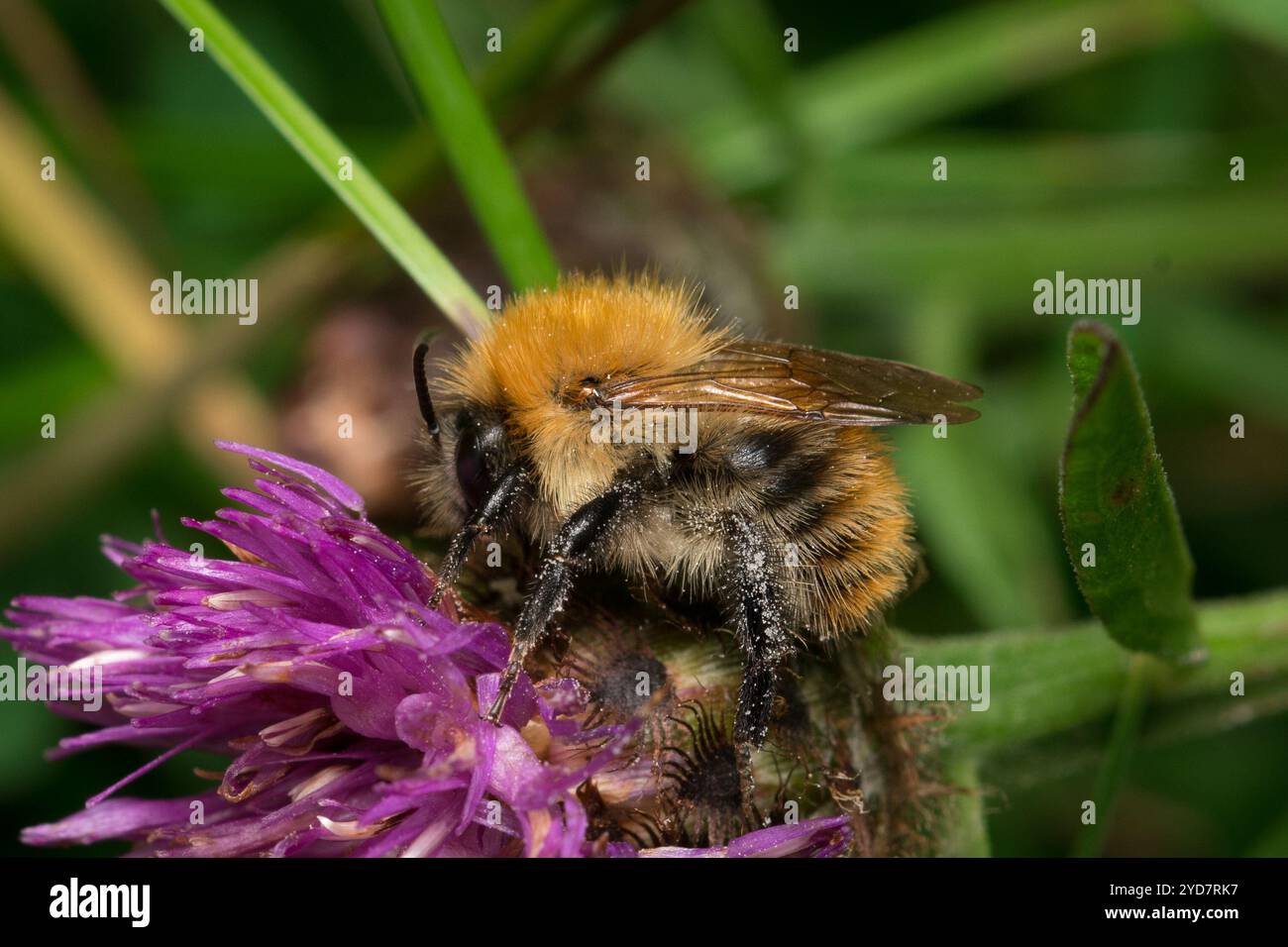 Eine niedliche und flauschige Carder Hummel besucht eine lila Blume. Fotografiert in Barnes Park Extension, Sunderland, Großbritannien Stockfoto