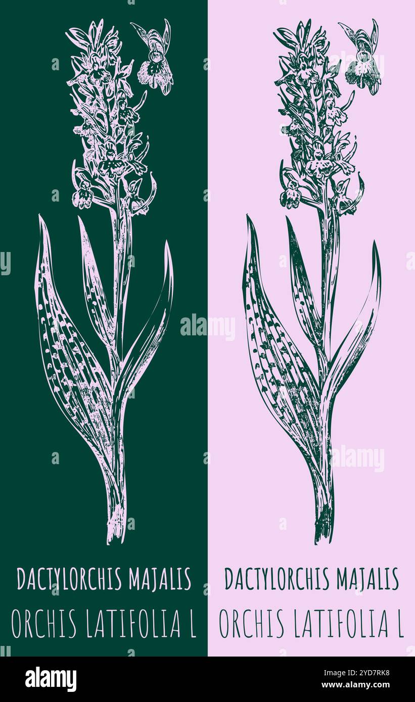 Vektorzeichnungen DACTYLORCHIS MAJALIS. Handgezeichnete Abbildung. Lateinischer Name ORCHIS LATIFOLIA L. Stock Vektor