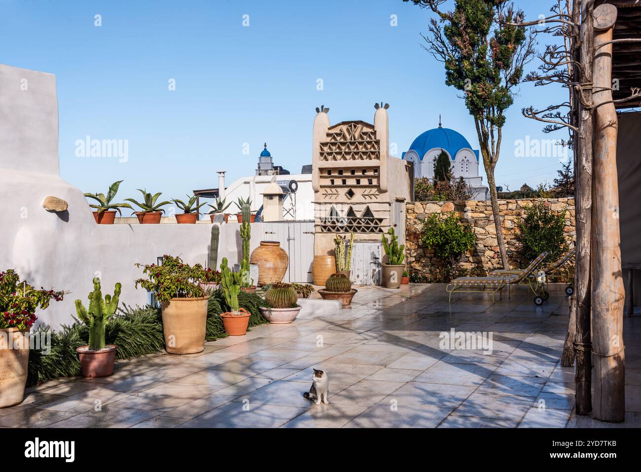 Katze auf der Terrasse eines historischen Hauses mit Topfkaktus auf der Insel Tinos in Griechenland Stockfoto