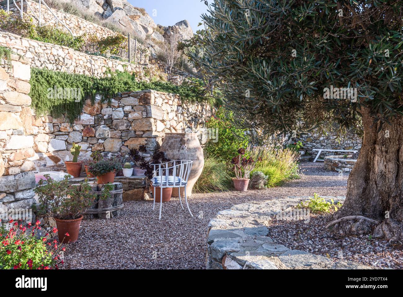 Olivenbaum und Stuhl mit Kiesterrasse auf der Insel Tinos in Griechenland Stockfoto