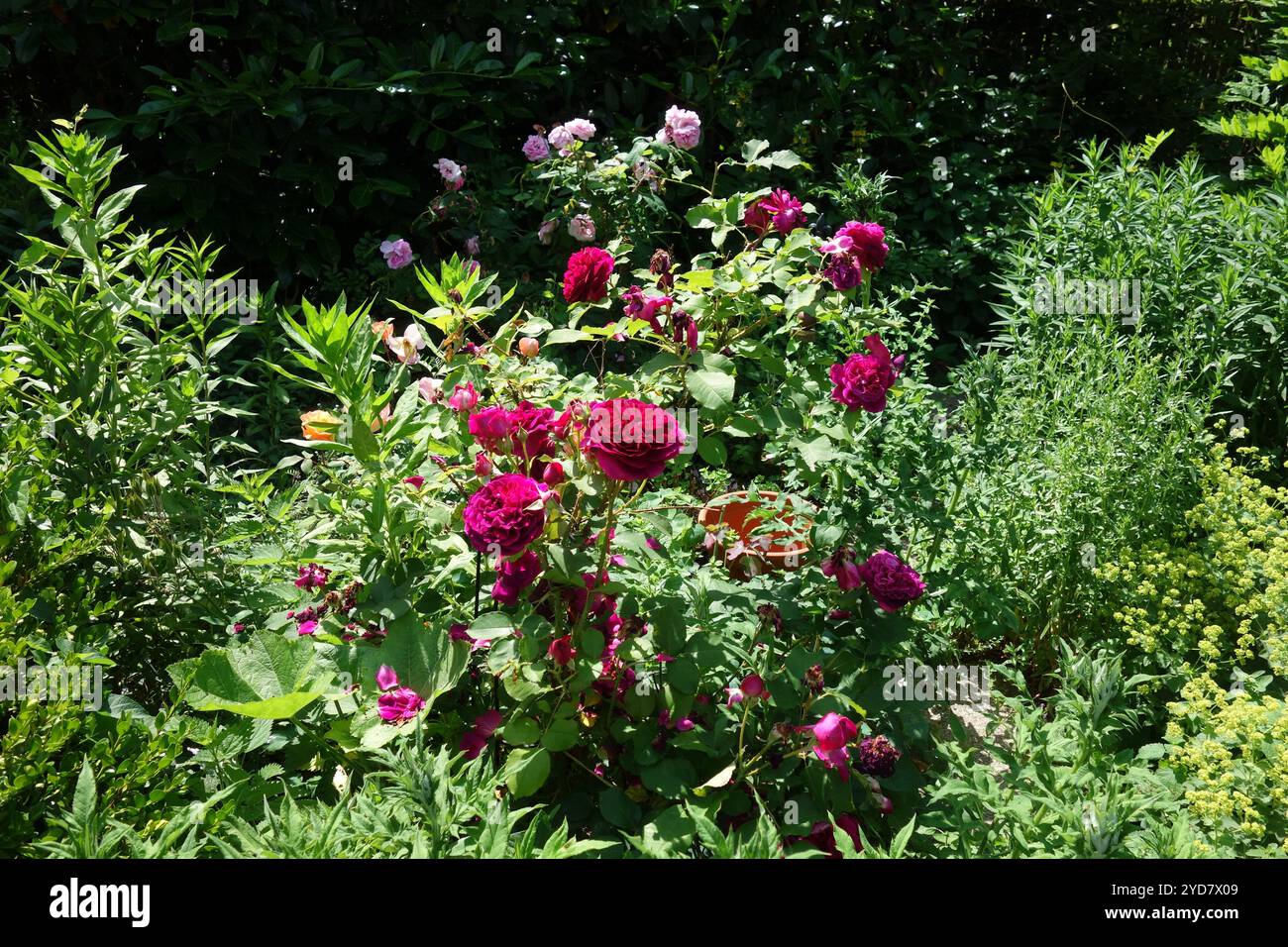 Rosa Othello, Englische Rose, David Austin Rose Stockfoto
