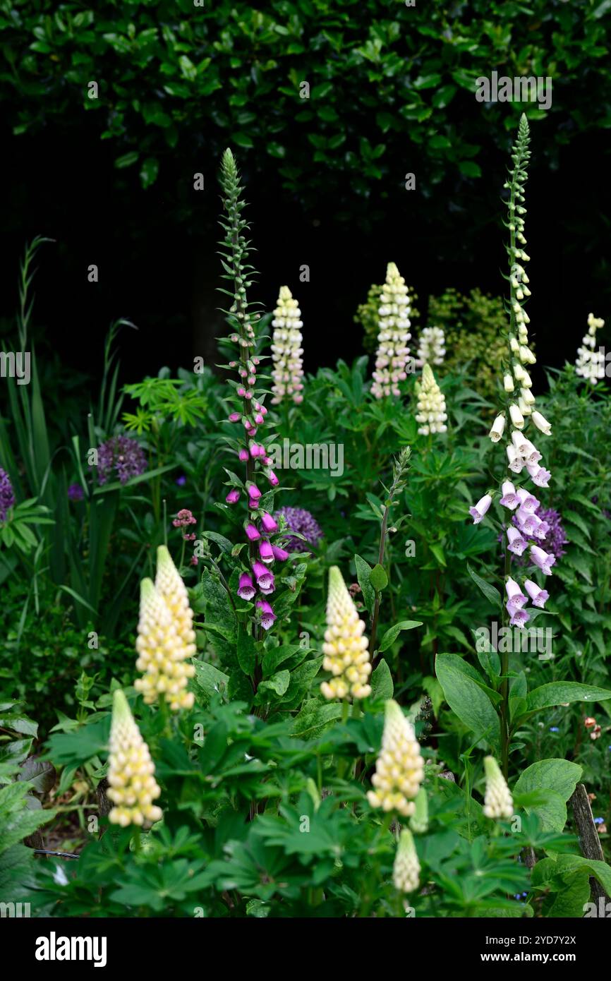 Digitalis purpurea, lila Fuchshandschuh, Digitalis, Fuchshandschuhe, cremeweiße Lupinen, lila und weiße Blumen, Fuchshandschuhe und Lupinen, Fuchshandschuh und Lupine, RM fl Stockfoto
