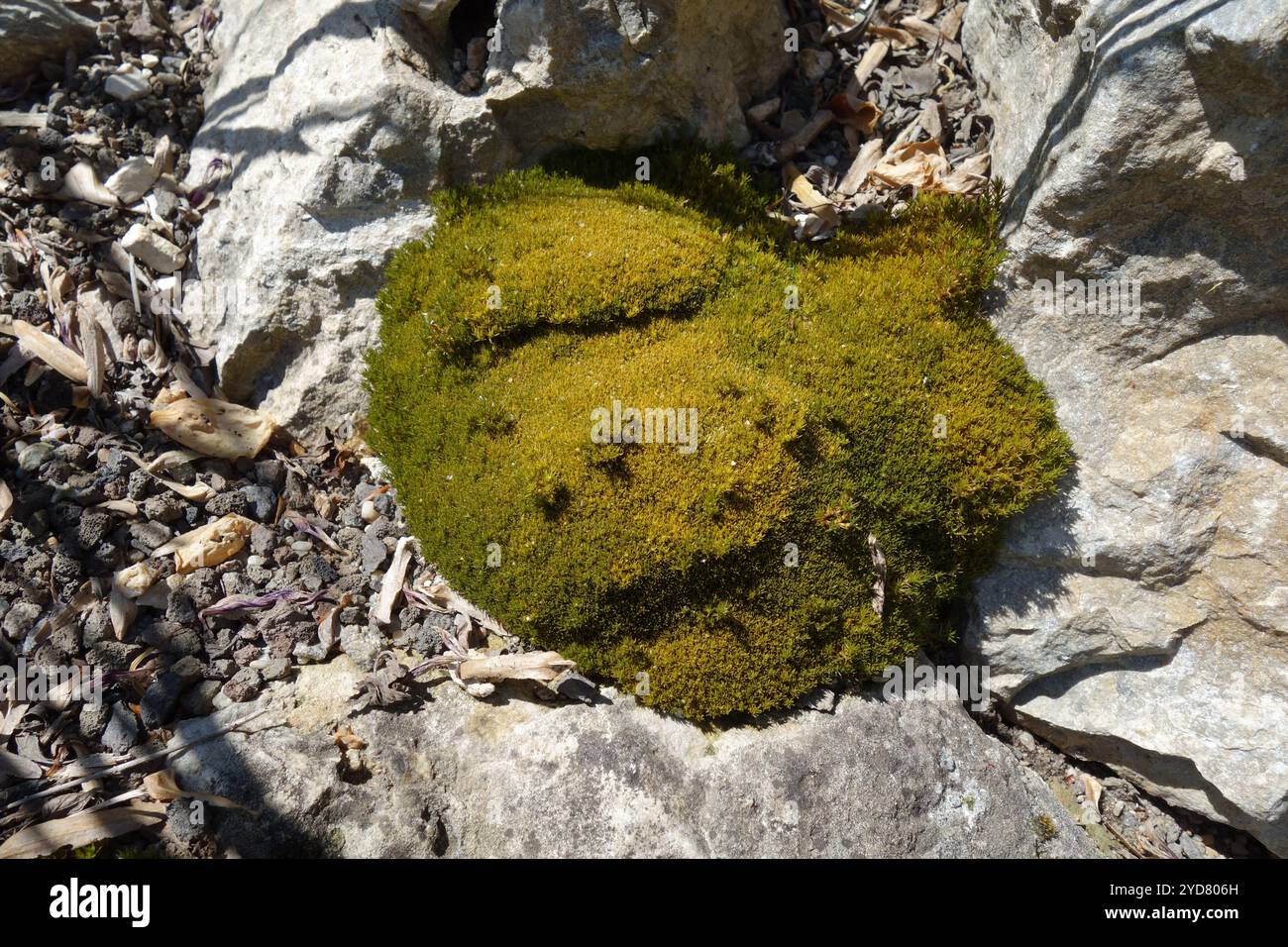 Scleranthus uniflorus, einseitiger Knabel Stockfoto