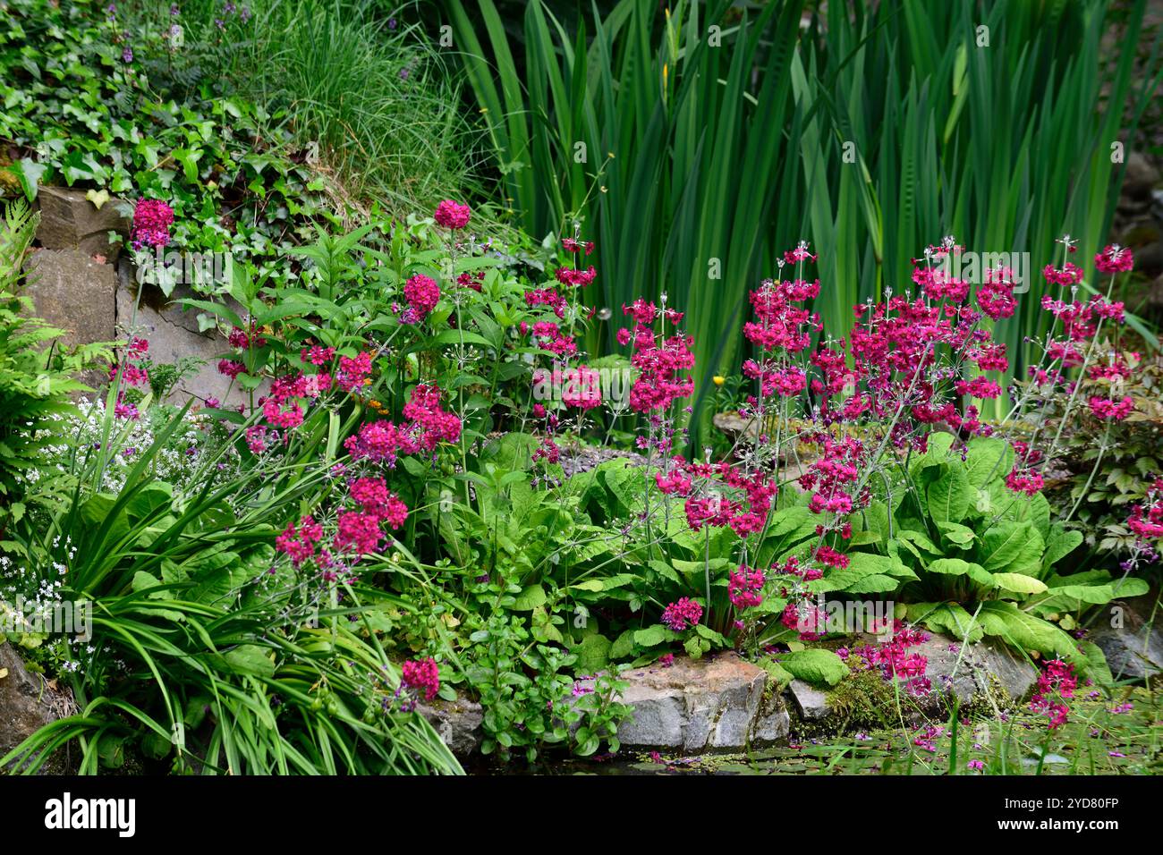 Primula japonica Millers Crimson, japanisch Primel, hosta, Blätter, Laub, Schatten, Schatten, schattigen, feuchten, sumpfigen, Wasser, liebevolle, Garten, RM Floral Stockfoto