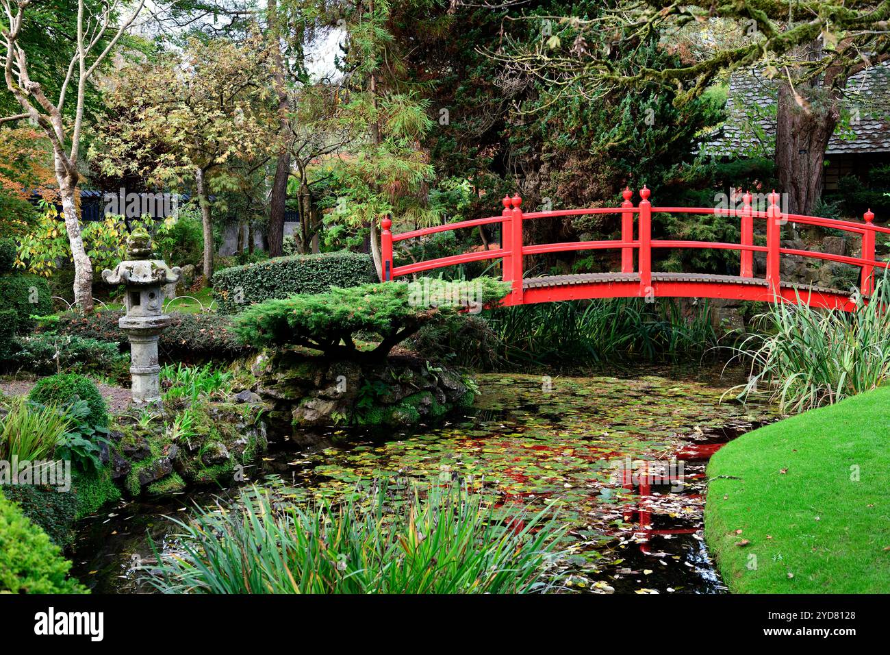 Rote Brücke, rote japanische Brücke, rote hölzerne Brücke, rote hölzerne Brücke im japanischen Garten, Acer, Acers, japanische Acers, Herbstfarben, Herbstfarbe, Herbstkolo Stockfoto