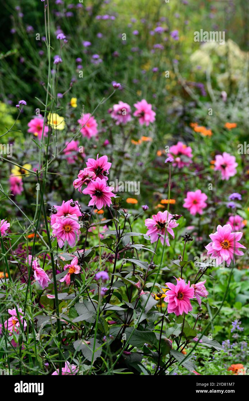 dahlien Faszination, rosa und lila Blumen, lila rosa Dahlien, lila rosa Dahlien, Herbstblumen, Herbstblumen, Herbstblumen, Herbstfarben, Herbst Stockfoto