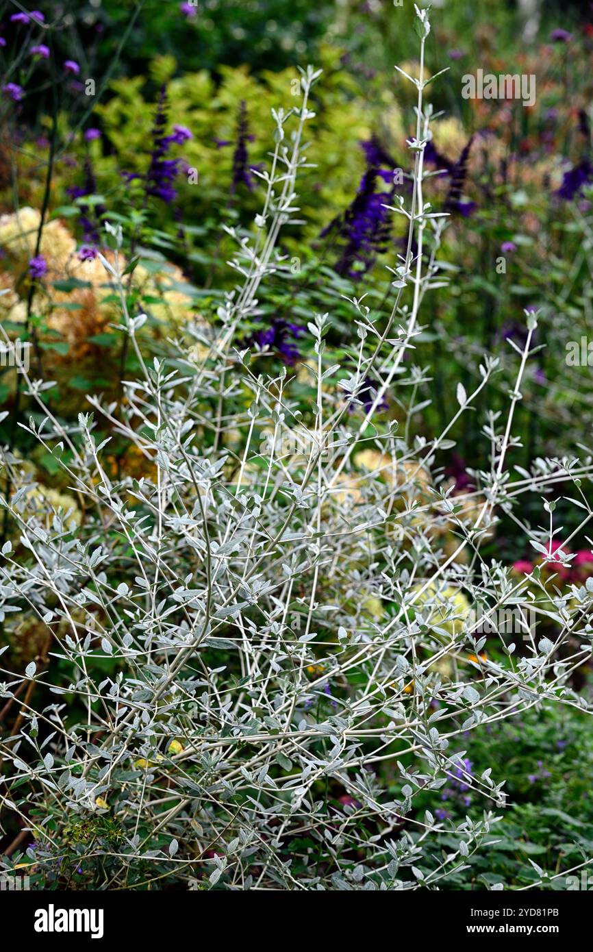 Teucrium Fruticans, Baumreiter, Strauchreiter, immergrüner Sträucher, bogenförmig samtig weiße Triebe, glänzende aromatische Blätter, Sträucher, RM Floral Stockfoto