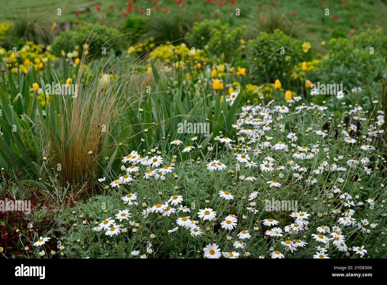 Anthemis punctata subsp cupaniana, sizilianische Kamille, mattenbildende Kamille, fein zerlegtes silbriges Laub, langanhaltende große Gänseblümchen, April flo Stockfoto
