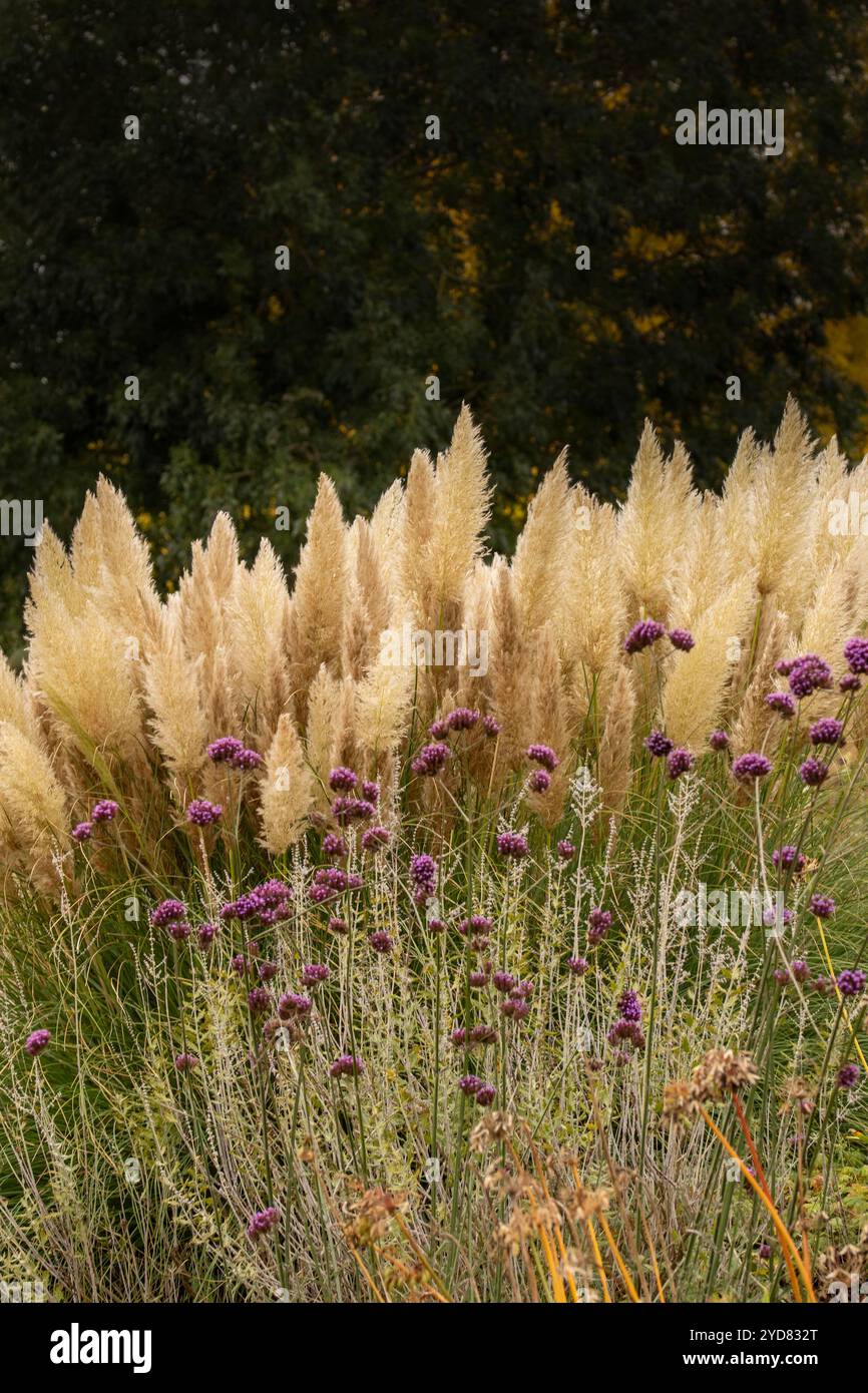 Immer beliebtes Pampas Gras (Cortaderia selloana) in halbgroßer Nähe mit etwas negativem Raum. Natürliche Muster, Natur, Umwelt, achtsam, auffällig Stockfoto