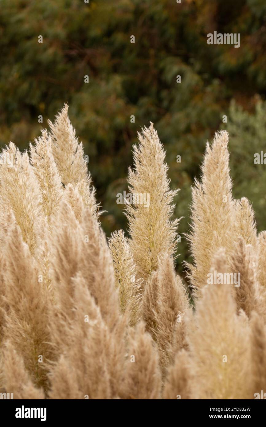 Immer beliebtes Pampas Gras (Cortaderia selloana) in halbgroßer Nähe mit etwas negativem Raum. Natürliche Muster, Natur, Umwelt, achtsam, auffällig Stockfoto