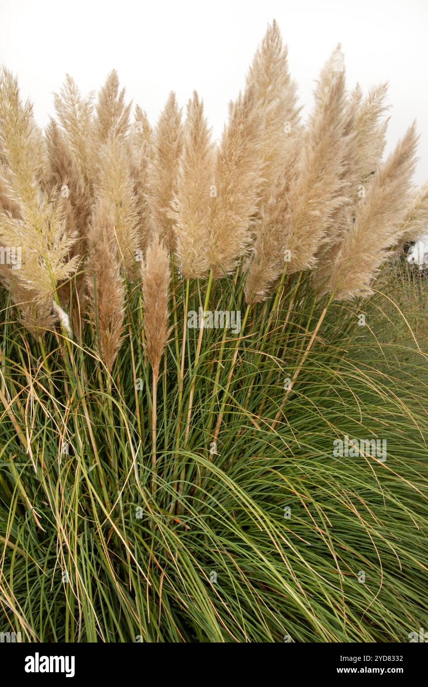 Immer beliebtes Pampas Gras (Cortaderia selloana) in halbgroßer Nähe mit etwas negativem Raum. Natürliche Muster, Natur, Umwelt, achtsam, auffällig Stockfoto