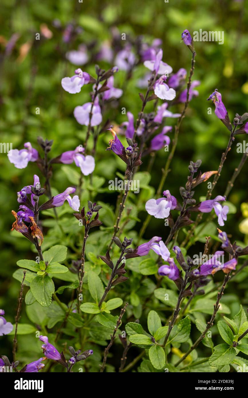 Zart schöner Salvia 'SoCool Pale Blue' PBR, Salbei 'SoCool Pale Blue'. Natürliches Nahaufnahme blühendes Pflanzenporträt. Erstaunlich, aufmerksamkeitsstark, Stockfoto