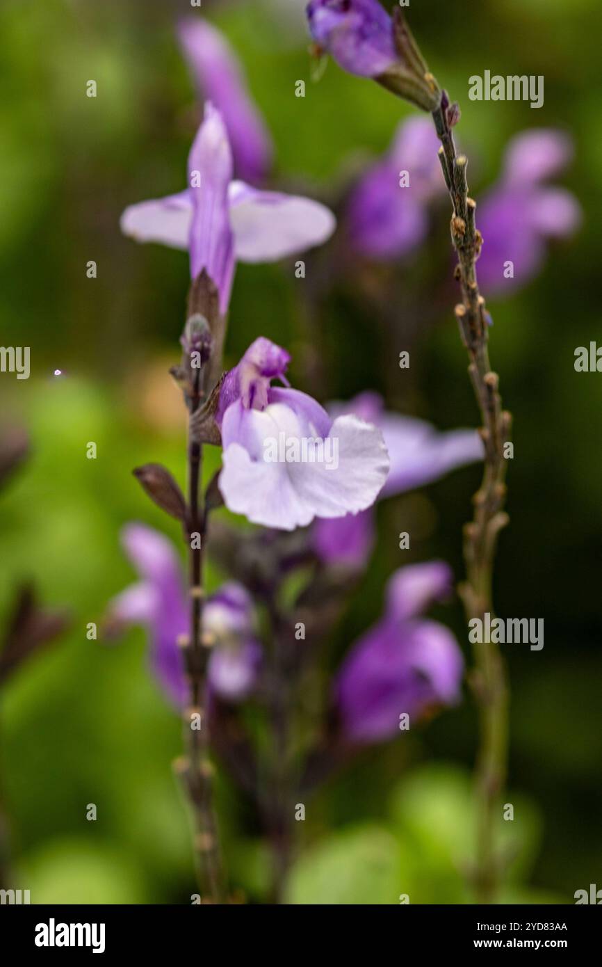 Zart schöner Salvia 'SoCool Pale Blue' PBR, Salbei 'SoCool Pale Blue'. Natürliches Nahaufnahme blühendes Pflanzenporträt. Erstaunlich, aufmerksamkeitsstark, Stockfoto