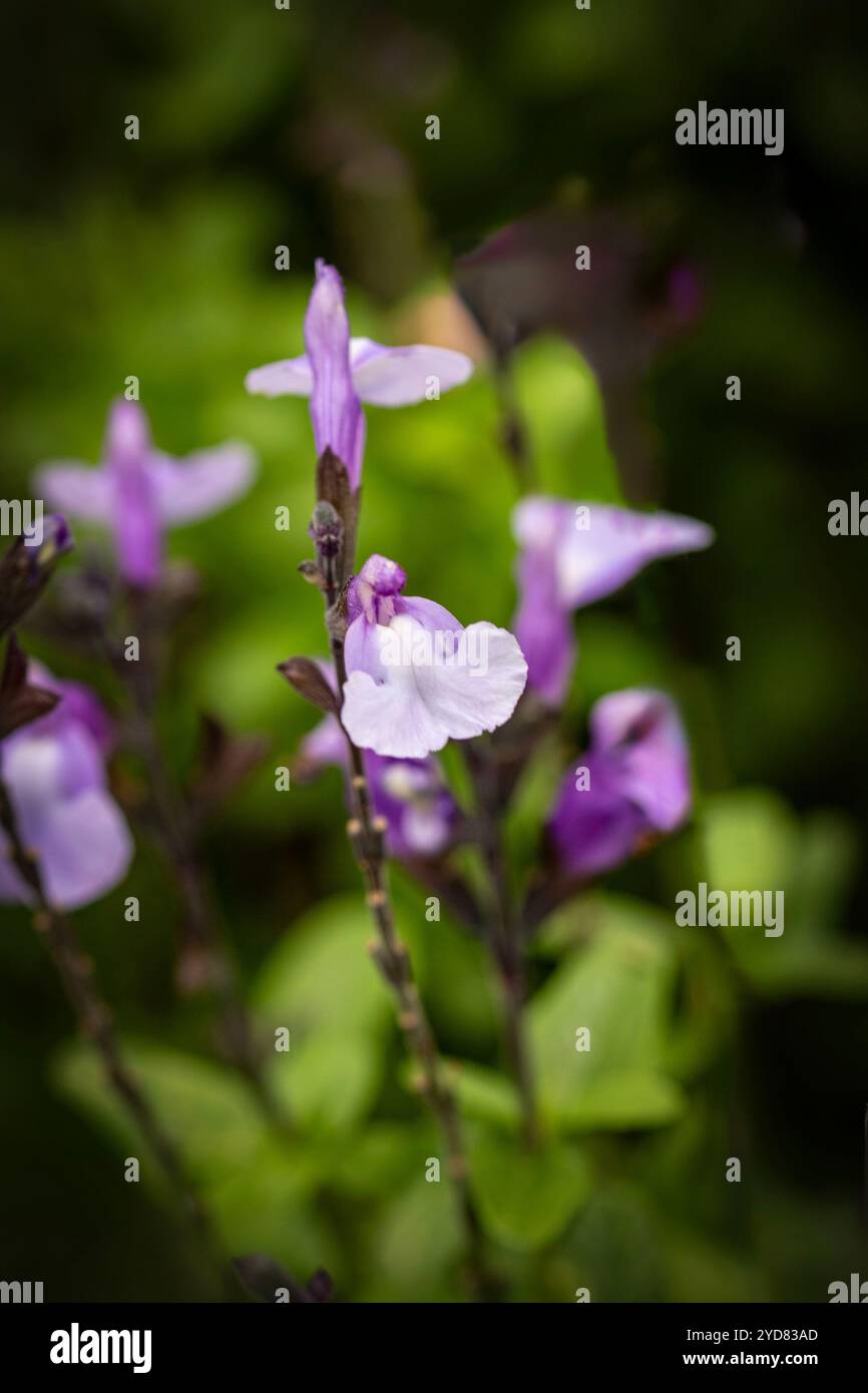 Zart schöner Salvia 'SoCool Pale Blue' PBR, Salbei 'SoCool Pale Blue'. Natürliches Nahaufnahme blühendes Pflanzenporträt. Erstaunlich, aufmerksamkeitsstark, Stockfoto