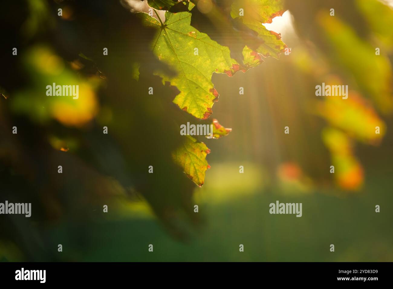 Tauchen Sie ein in die ruhige und ruhige Schönheit der sonnendurchfluteten Blätter und halten Sie die lebendigen, satten Farben der Natur in einer friedlichen, malerischen Herbstkulisse voller Wärme fest Stockfoto