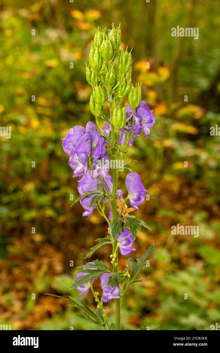 Atemberaubendes Aconitum Carmichaelii blüht im Herbst. Natürliches Nahaufnahme blühendes Pflanzenporträt. Aufmerksamkeit erregend, schön, blühend, rot, kühl, Stockfoto