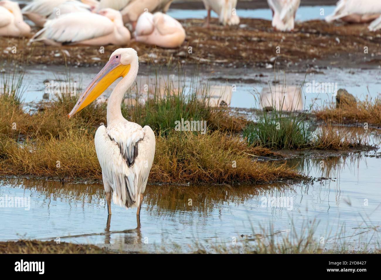 Gelbschnabelpelikan, Mycteria ibis, aus der Pelecanus-Gruppe, ein großer Vogel, der Süßwasserfeuchtgebiete und Seen besucht, Kenia, Afrika Stockfoto