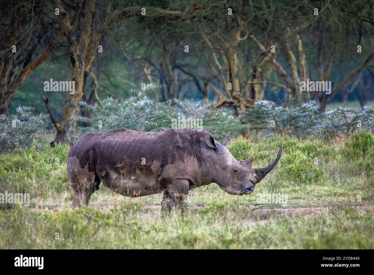 Das Schwarze Nashorn (Diceros bicornis, manchmal auch Hakenlippnashorn genannt) ist eine in Ostafrika heimische Nashornart Stockfoto