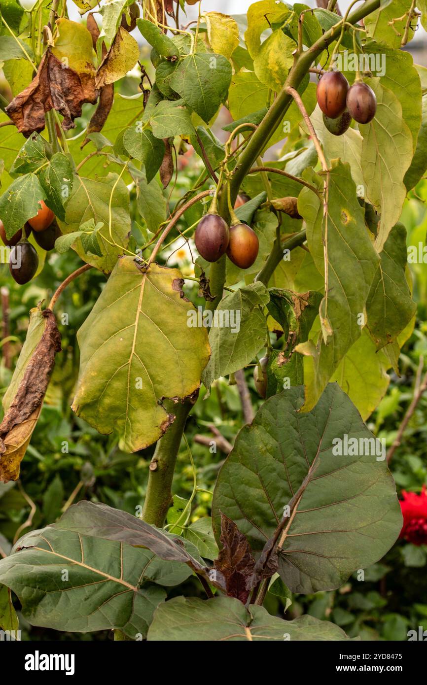 Ungewöhnliche Baumtomate Tamarillo Solanum betaceum). Natürliches Nahaufnahme-Pflanzenporträt. Natürlich, ambrosial, ansprechend, appetitlich, aromatisch, Essen Stockfoto